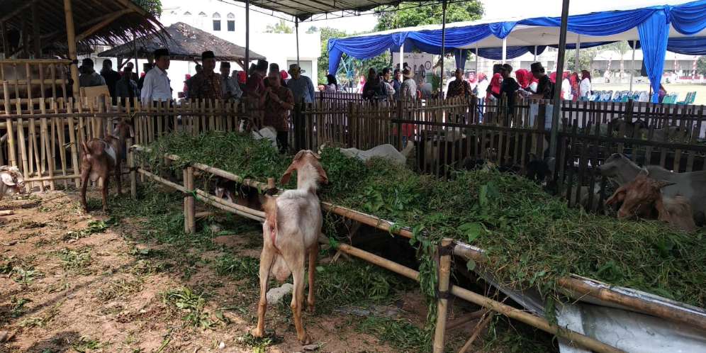 Pasar Kurban Al Azhar