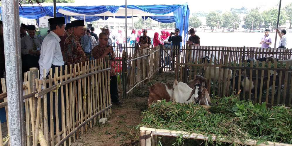 Pasar Kurban Al Azhar