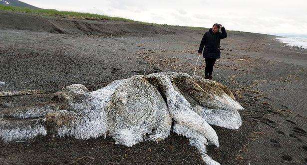 Makhluk Misterius Terdampar di Rusia