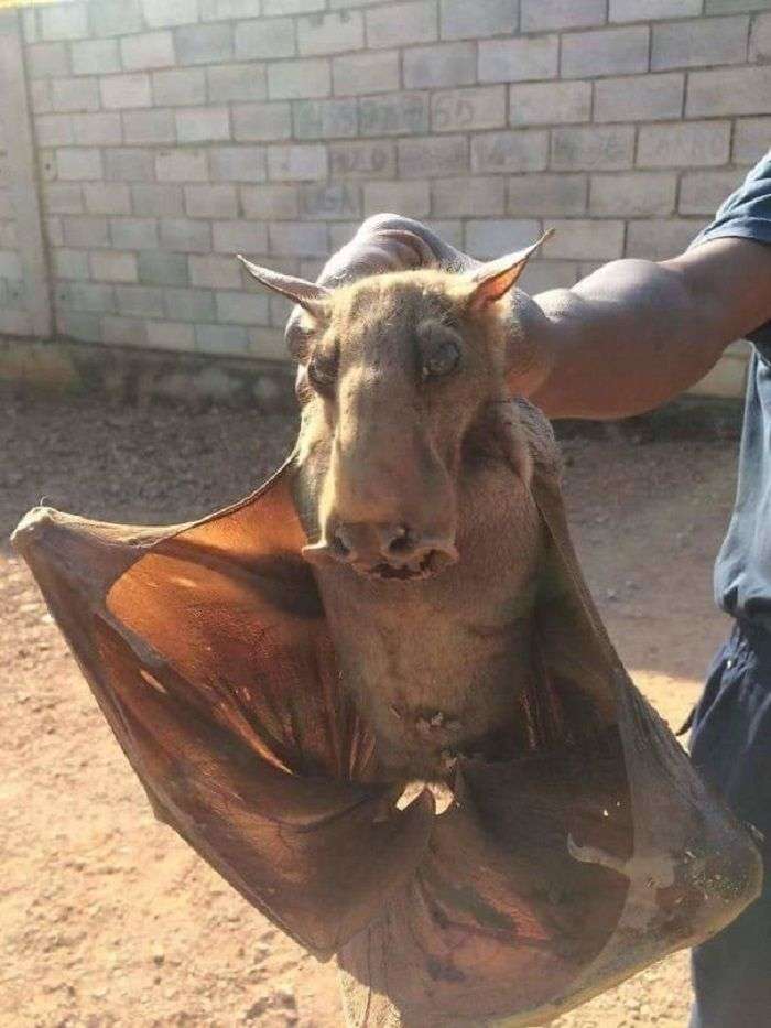 Fenomen Alam Misterius