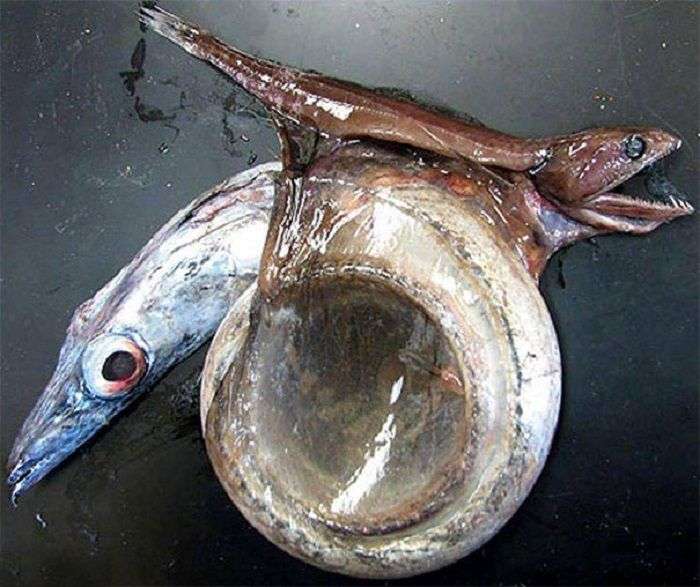 Fenomen Alam Misterius