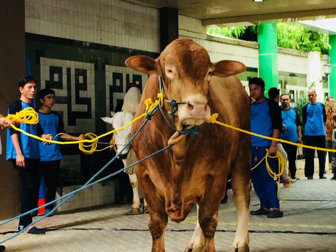 Sapi Jokowi