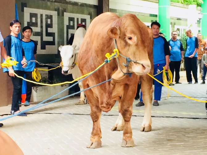 Jokowi kurban sapi