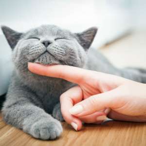 Karyawan boleh cuti ketika hewan peliharaannya sakit.