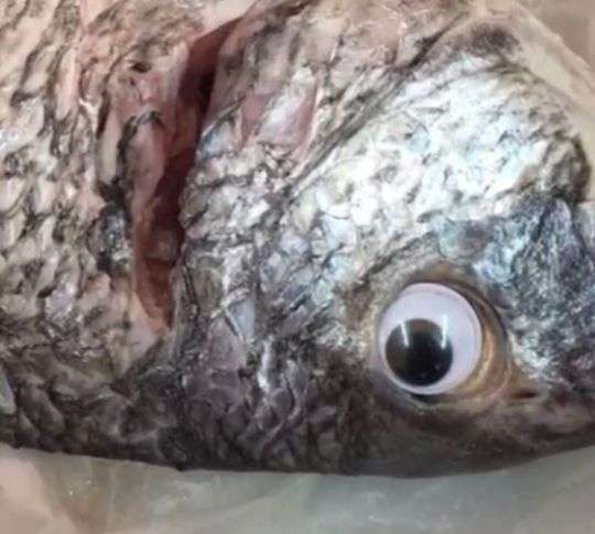 Coba tebak apa trik yang dilakukan oleh penjual ikan itu?