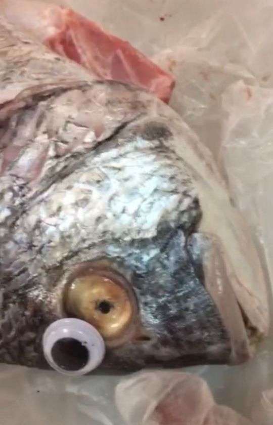 Yak, penjual itu menggunakan mata ikan palsu.
