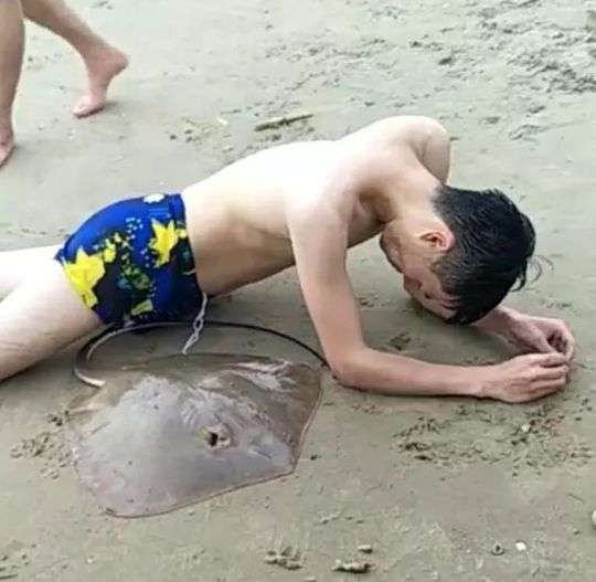 Ikan Pari Ikan Pari