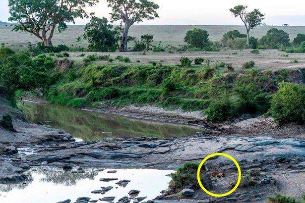 Macan tutul itu ternyata sedang bersantai dekat kolam air