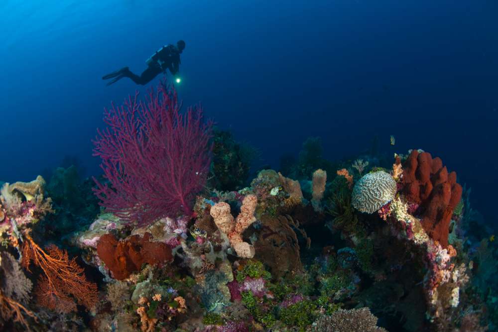 Wakatobi