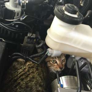 Kucing bersembunyi di dalam kap mobil.