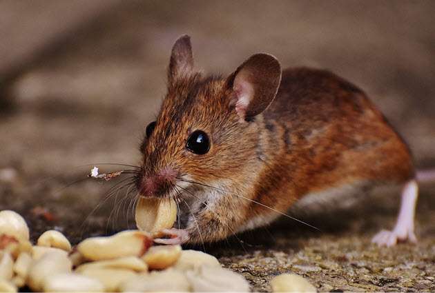 Cara mengusir tikus dengan kulit telur Cara mengusir tikus dengan kulit telur
