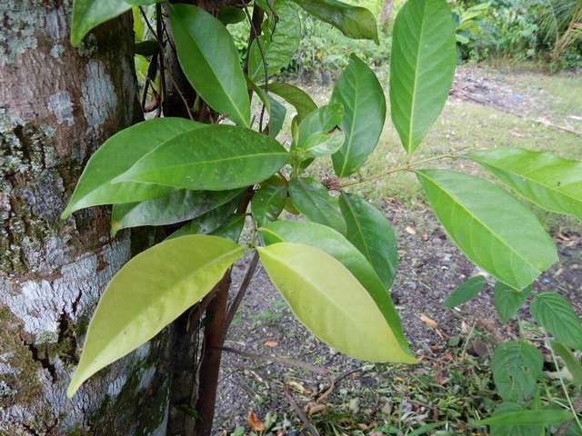 Manfaat daun salam untuk diabetes