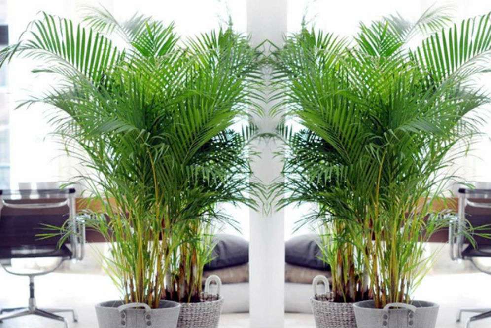 Palem Bambu Palem Bambu