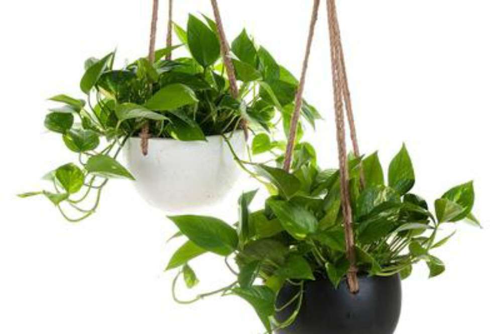 Sirih gading Sirih gading