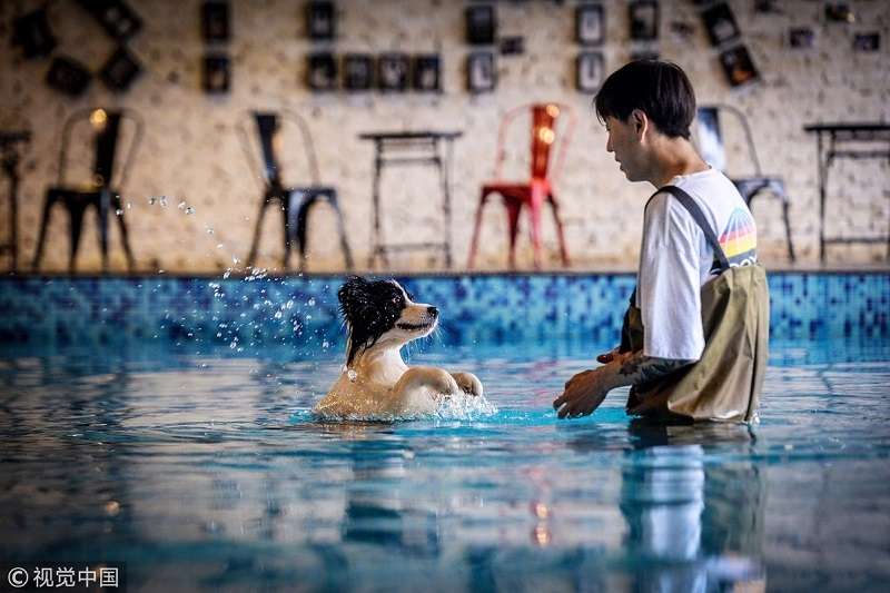 Zhou Tianxio bersama anjing collie, Syilar.