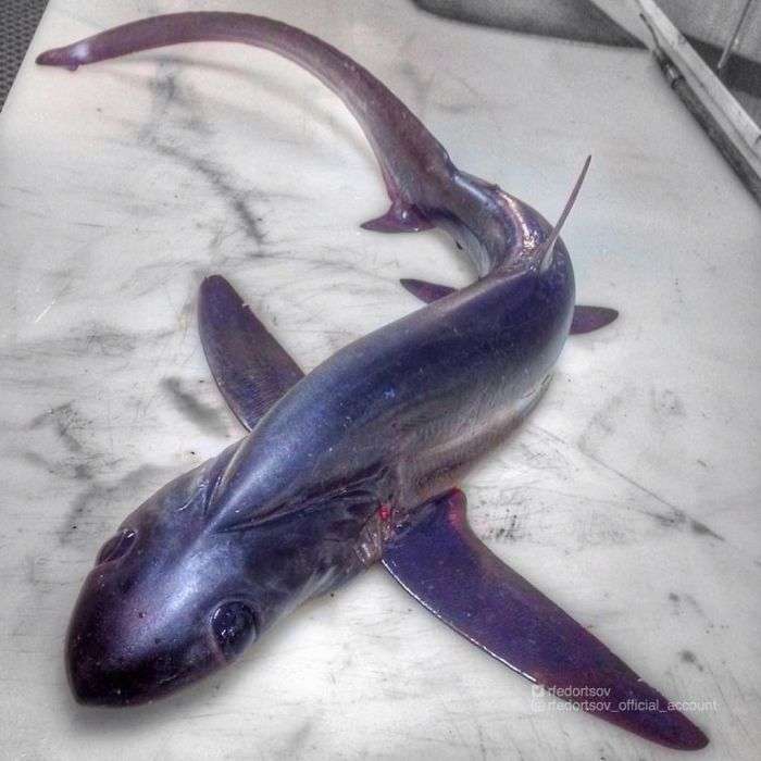 Ikan Seram
