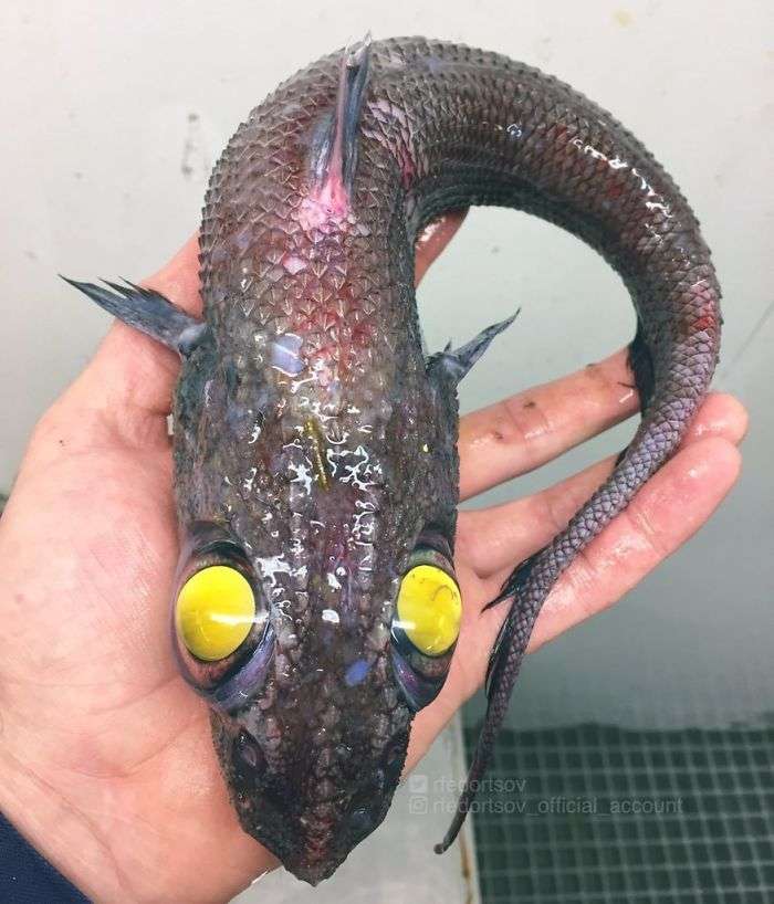 Ikan Seram