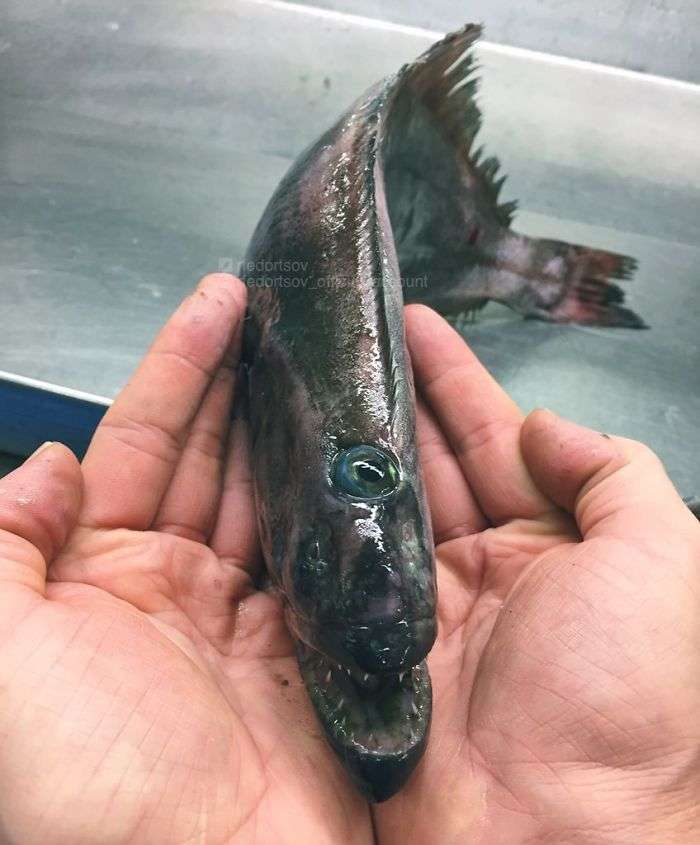 Ikan Seram
