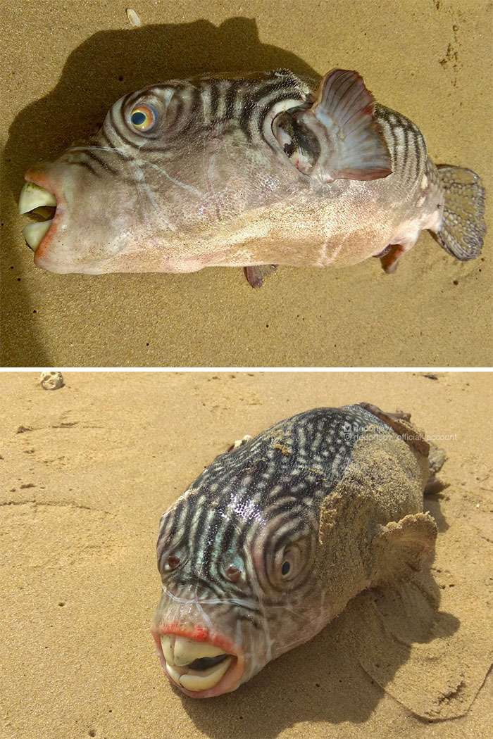 Ikan Seram