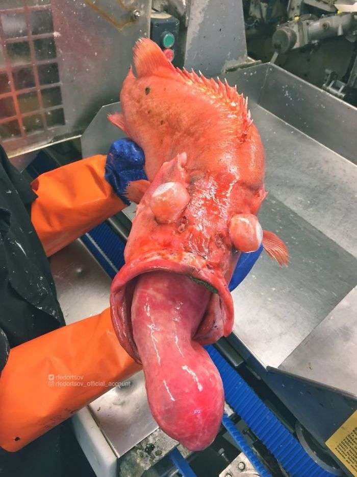 Ikan Seram