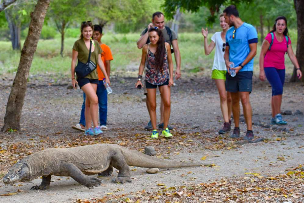 Ini Alasan Komodo Tak Pernah Tersebar Hingga Penjuru Dunia