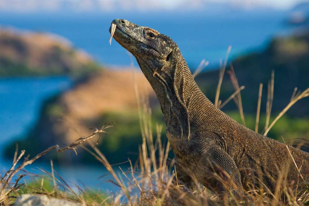 Ini Alasan Komodo Tak Pernah Tersebar Hingga Penjuru Dunia, Cuma di Indonesia