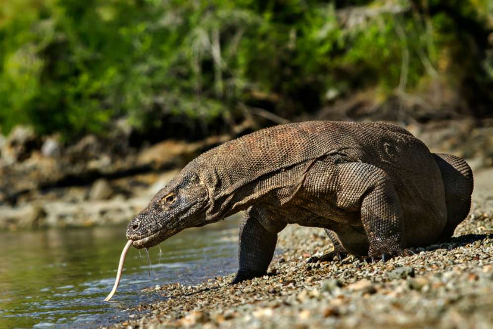 Ini Alasan Komodo Tak Pernah Tersebar Hingga Penjuru Dunia, Cuma di Indonesia
