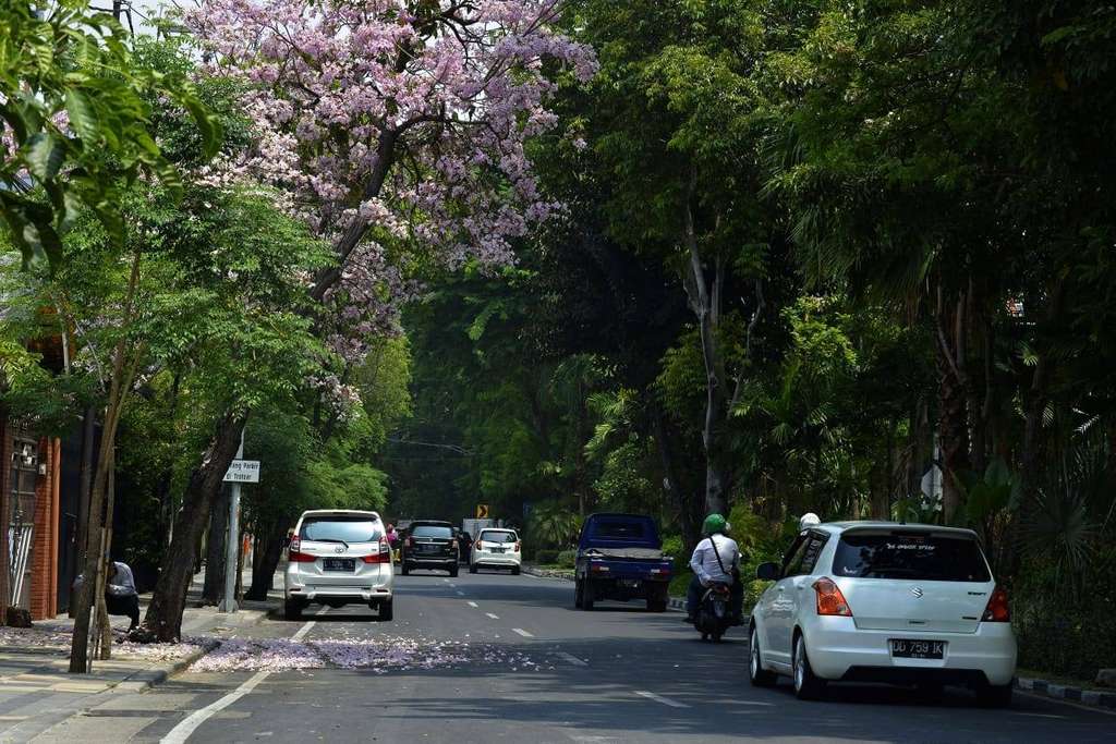 Pohon Tabebuya di Surabaya