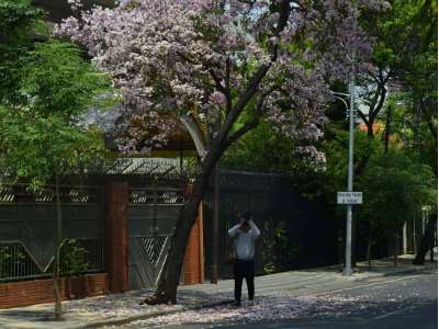 Pohon Tabebuya di Surabaya