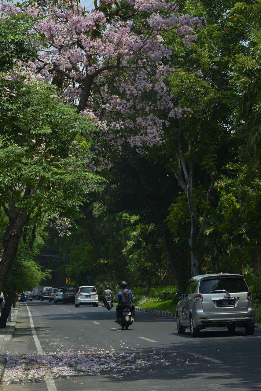 Pohon Tabebuya di Surabaya