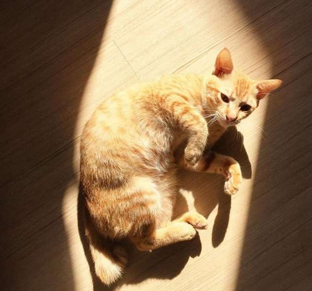 Kucing Lindswell