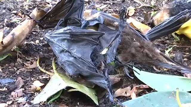 Bangkai kalong atau flying foxes.