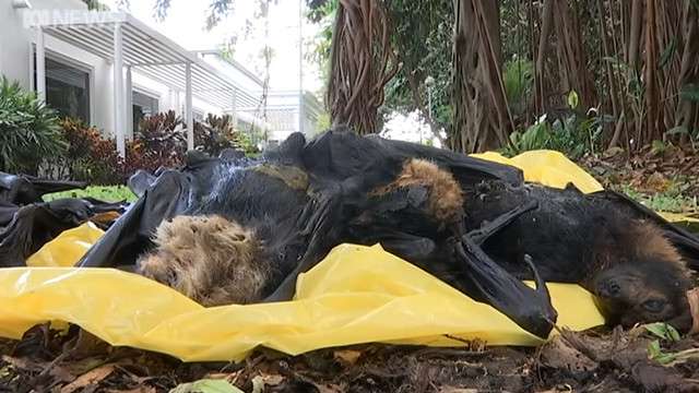 Bangkai kalong atau flying foxes.