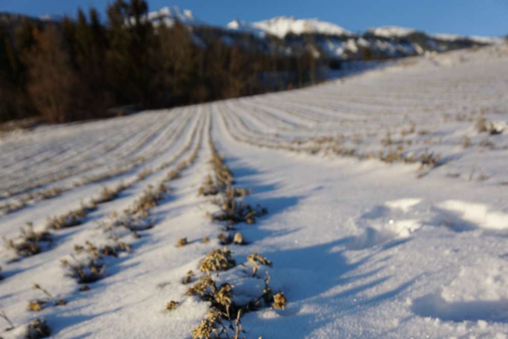Edelweiss Field di Ayent, Swiss
