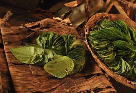 Cara menghilangkan bau ketiak dengan daun sirih