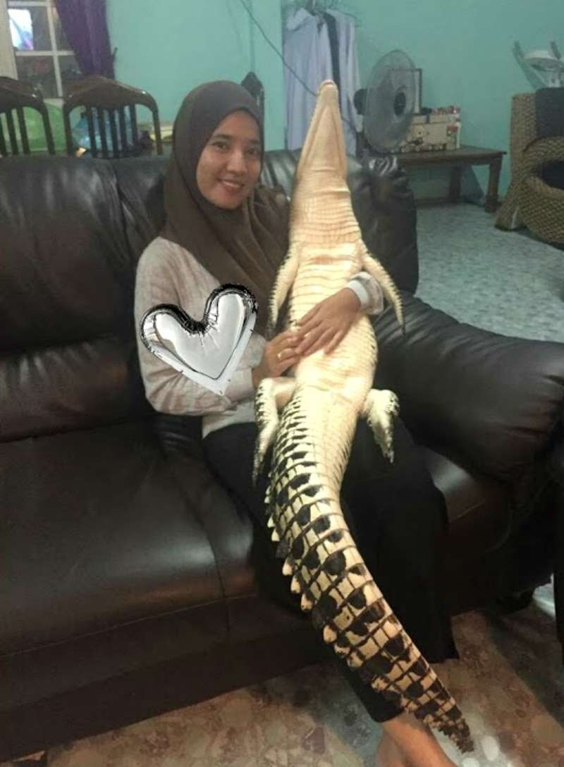 Peluk Buaya