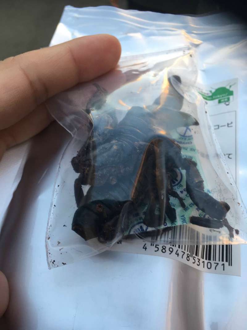 Serangga yang Bisa Dimakan Serangga yang Bisa Dimakan