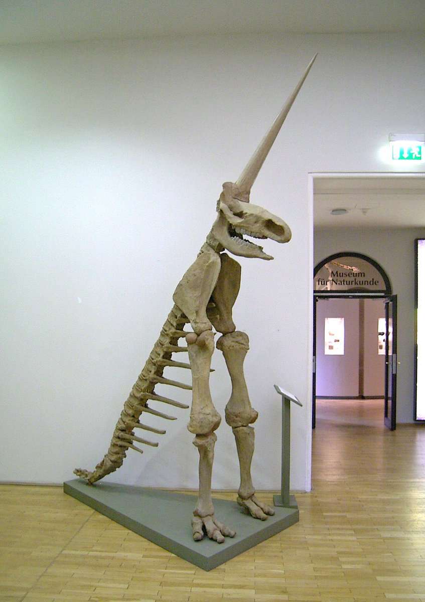 Kerangka Unicorn