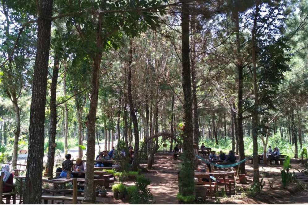Santai di hutan pinus