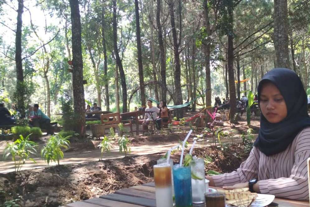 Hutan pinus Kediri