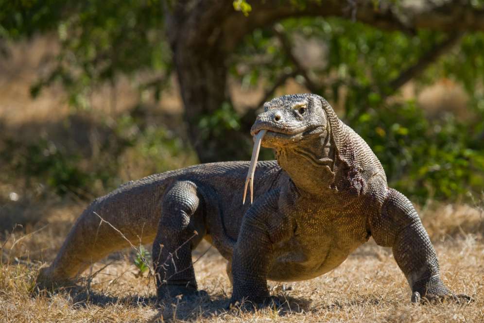 Komodo
