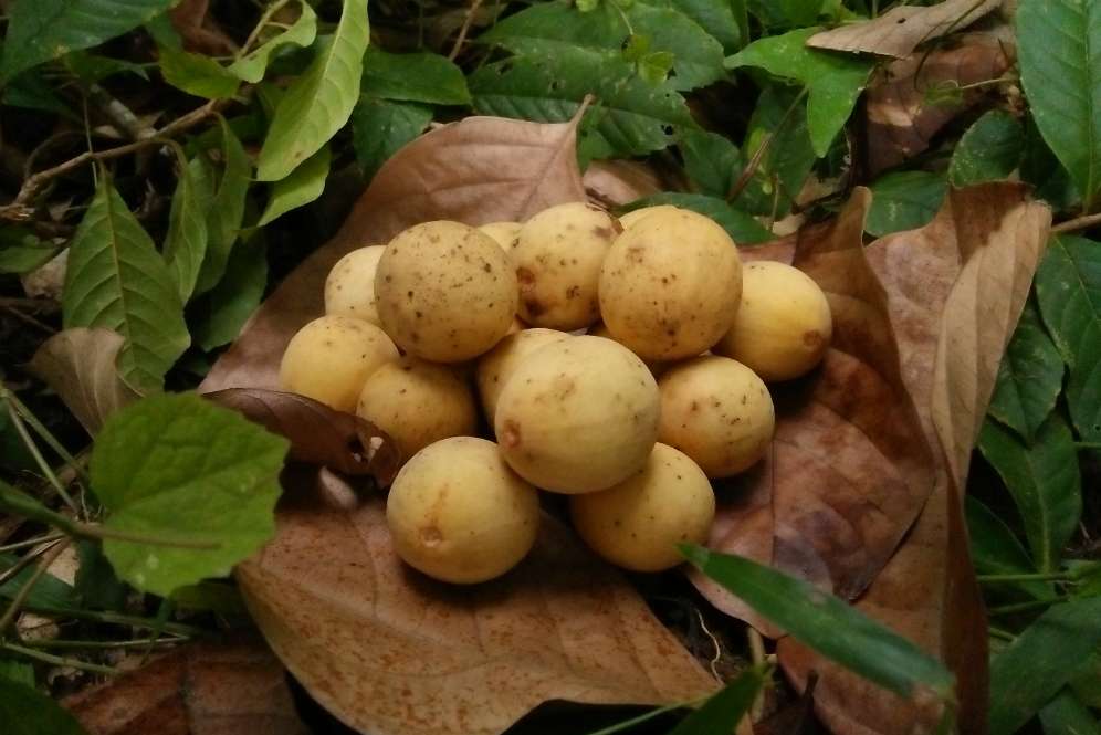Buah Duku