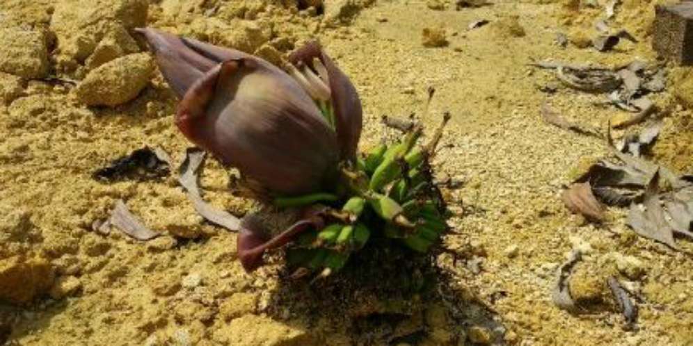 Jantung pisang di Madura Jantung pisang di Madura