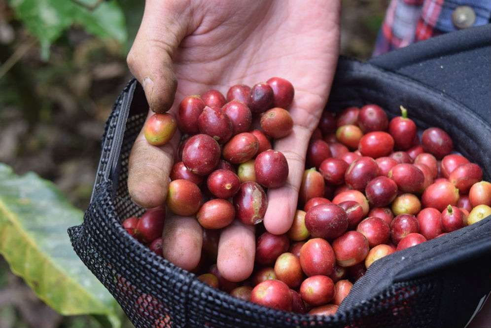 Kopi Luwak