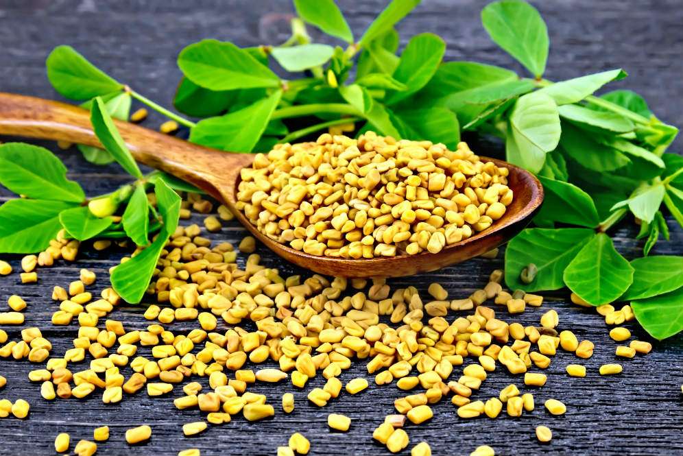 Fenugreek