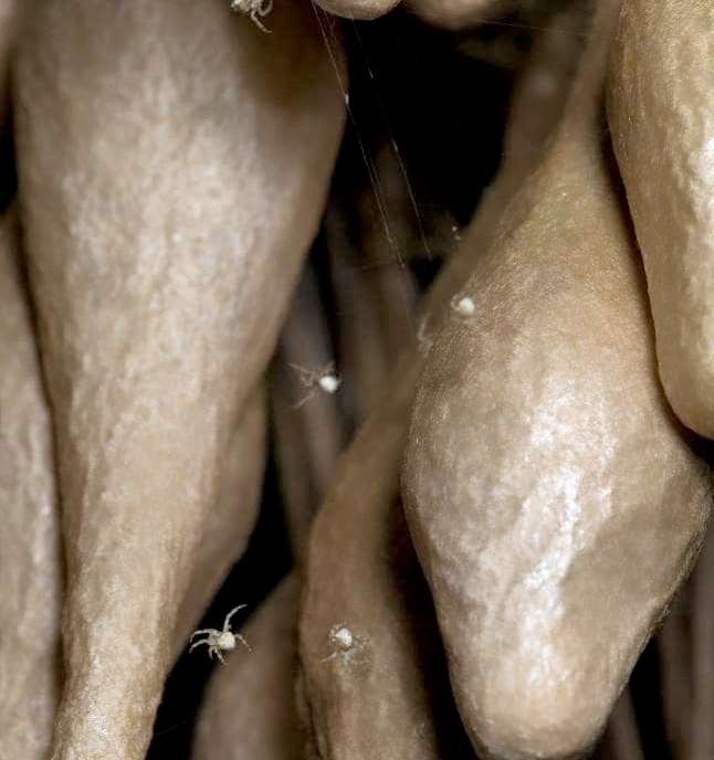 Penampakan kantong misterius yang ternyata berisi telur laba-laba bola