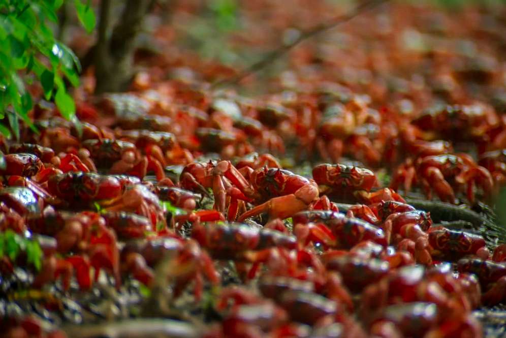 Kepiting merah Pulau Natal