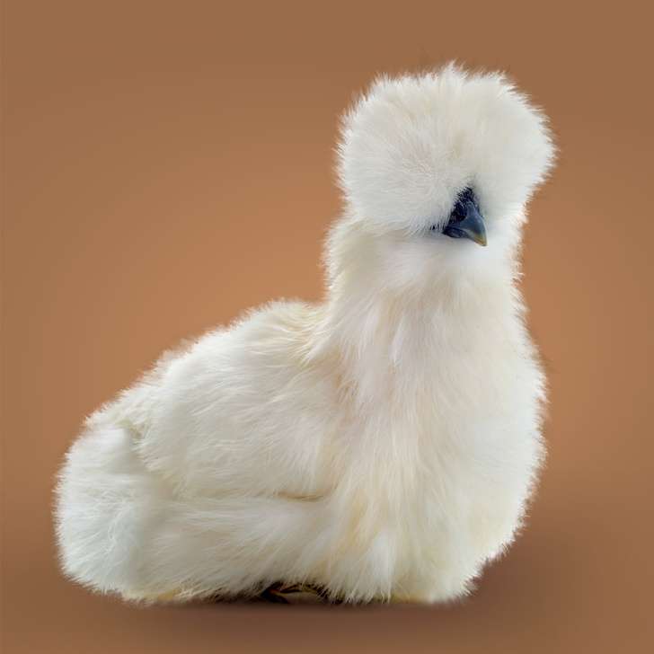 Unik