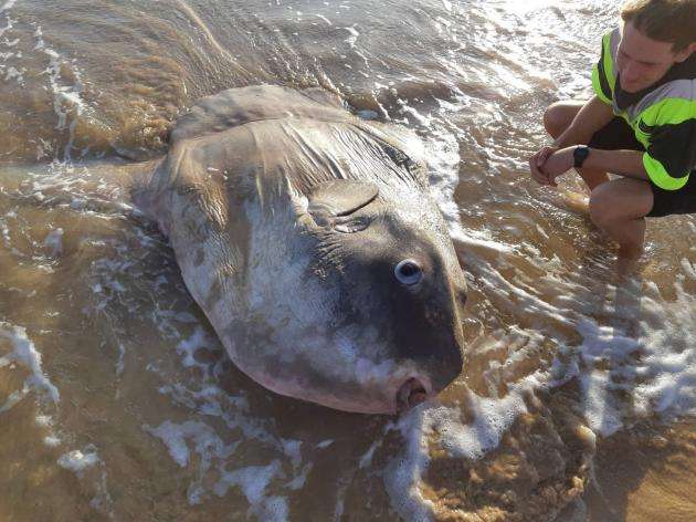 Panjang tubuh ikan ini bisa mencapai 4 meter.