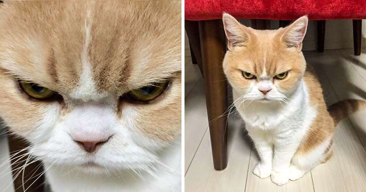 Kucing Marah
